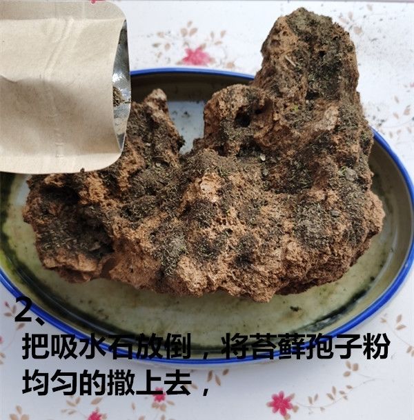 苔藓种子上水石吸水石盆景盆栽青苔苔藓种子孢子粉微景观鲜活植物种籽