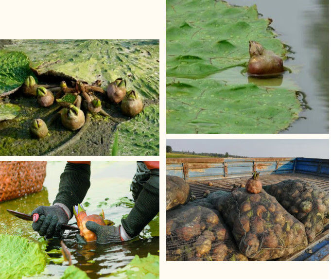 鸡头果新鲜带壳鸡头米天长芡实米安徽冷冻鸡头果欠实新货 二青特级四