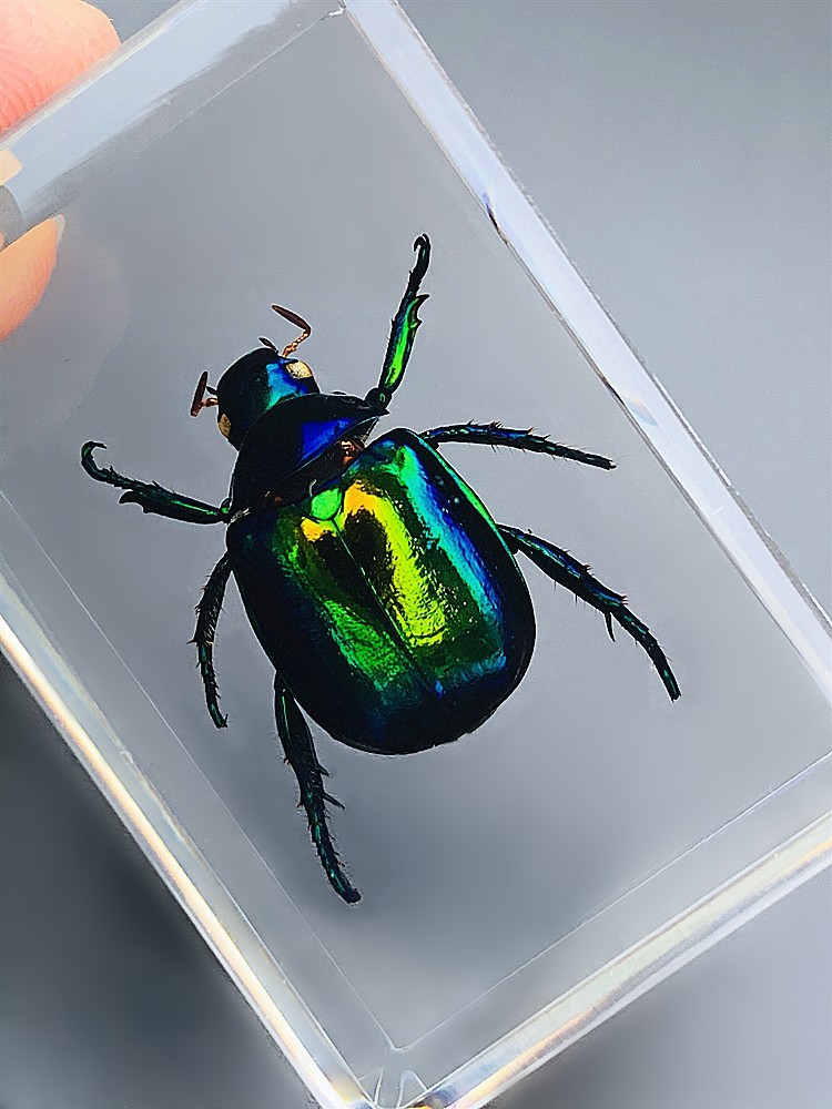 天然昆虫标本树脂海洋动物标本金龟子蚊子螃蟹甲虫蜘蛛真虫幼儿园银色