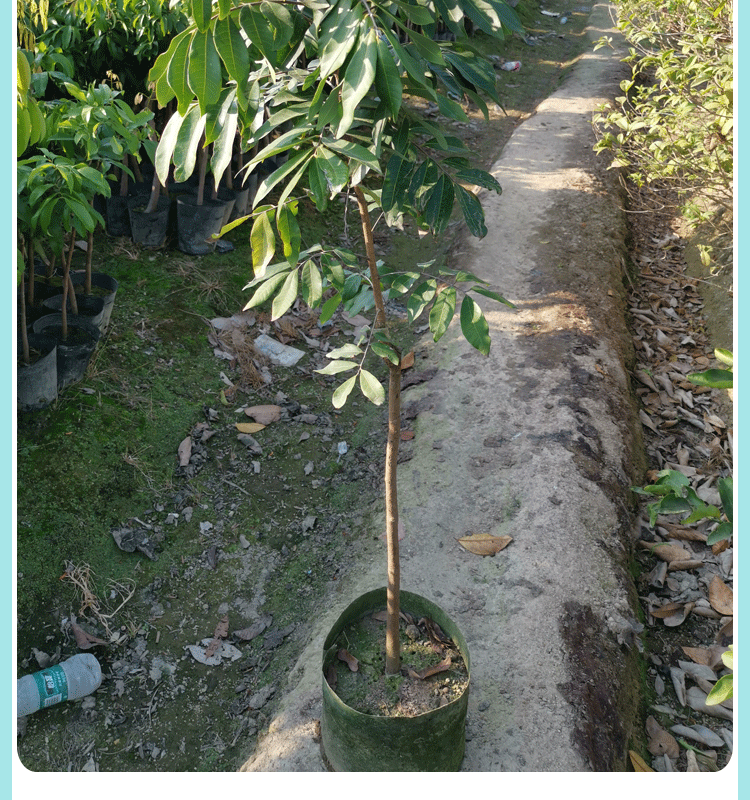 龍眼樹苖 嫁接石峽桂圓 四季龍眼果苗南方種植龍眼樹苗 特大 龍眼5年