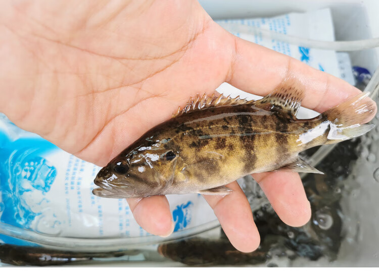 cmcm白头鳜鱼原生鱼冷水鱼观赏鱼刘氏白头鳜淡水活体凶猛桂花鱼苗现货