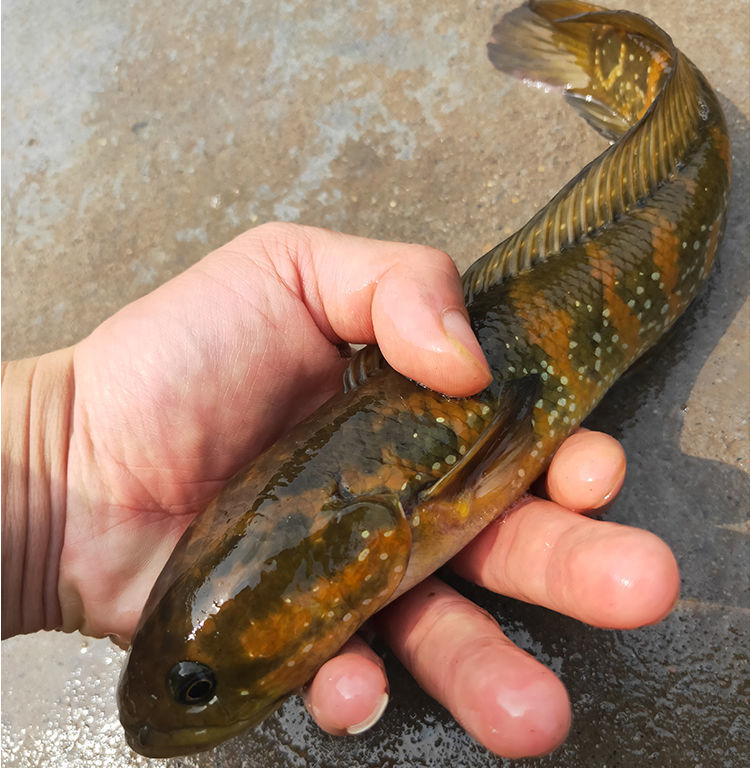 观赏鱼苗活体七星鱼苗宠物鱼观赏冷水雷龙鱼养殖活体水生宠物红月体