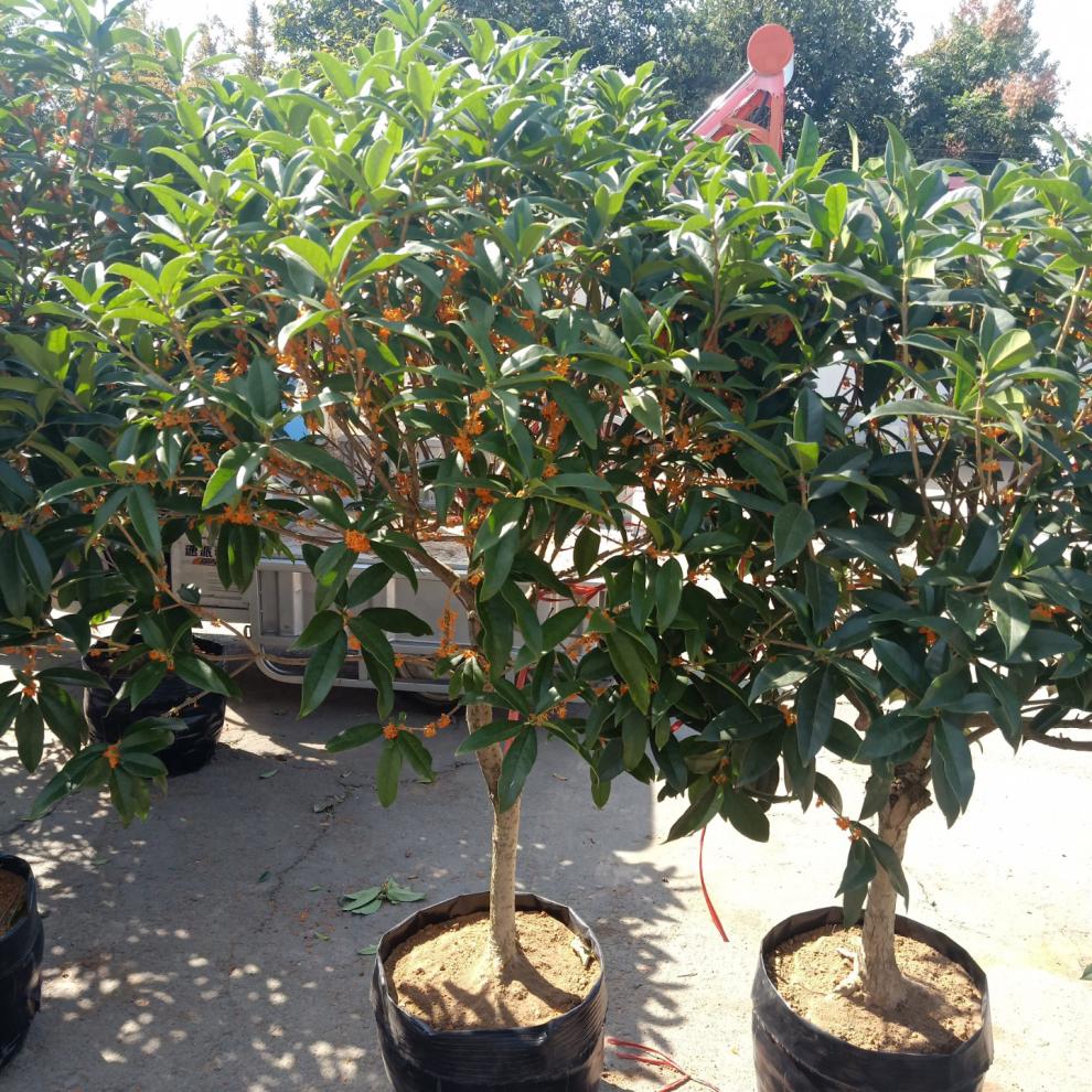 桂花树苗盆栽矮株室内金桂四季桂开花卉庭院绿植物地栽d8不含盆 银桂