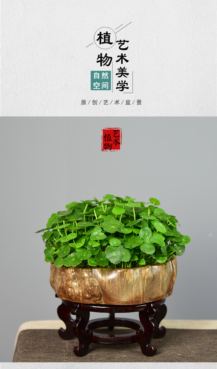 更多>>品牌: 斯柏克 商品名称:铜钱草水培植物金钱大叶子水养盆栽创意