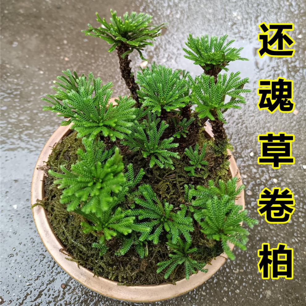 觀賞微型小葉還魂草卷柏 盆景盆栽綠色植物 九死還魂草 見水還陽 一頭