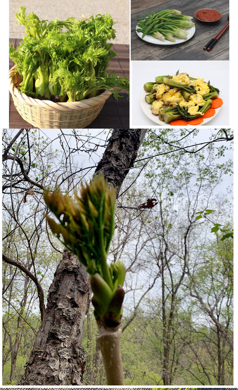 橙伯乐刺老芽新鲜刺嫩芽东北山特产野菜山菜天然保鲜袋装750g750克袋1