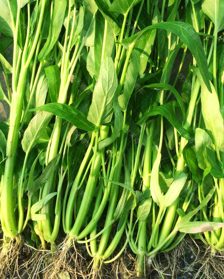 三叉空心菜种籽春夏秋季福州通菜种子蕹菜籽四季阳台盆栽蔬菜种孑万农