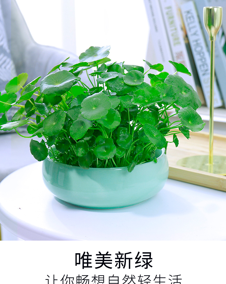 中梦 铜钱草水培植物室内盆栽客厅桌面金钱草水养植物花卉绿植盆栽 d7