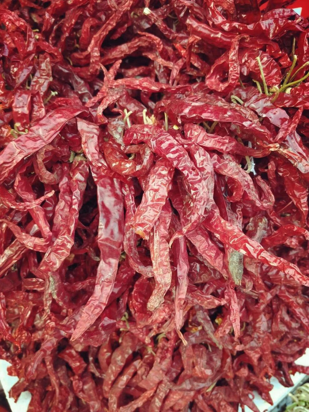 新货东北干辣椒 笨辣椒农家自晒 大红辣椒笨红辣椒 半斤 特辣【图片