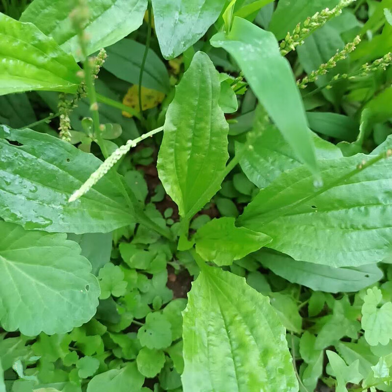 新鲜车前草天然山野车前草茶干品新货整颗带根中药材批农家 2斤干品