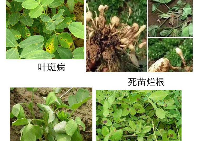 花生病全治农药杀菌剂花生白绢病专用药叶斑死根烂苗黑斑5盒32g2袋盒