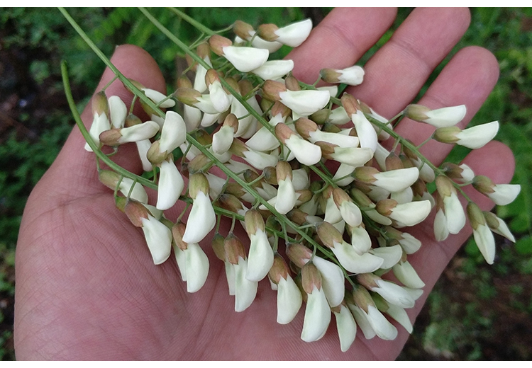 春光岛jd物流2021年新鲜洋槐花子现摘杨槐花槐树花野菜蔬菜花苞骨朵