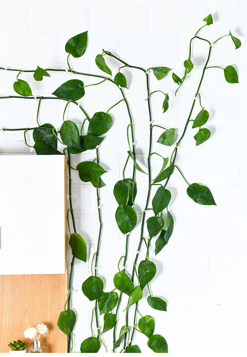 绿植固定器绿萝固定器绿萝爬墙固定器无痕绿植植物固定绿萝卡子神器30