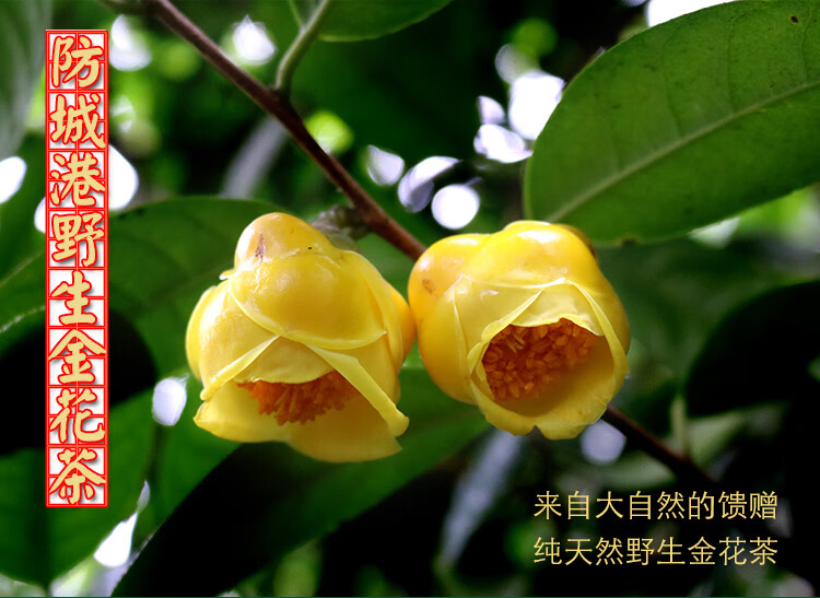 特级金花茶冻干花国宝金花茶50克 50克 金花茶 广西野生金花茶【图片