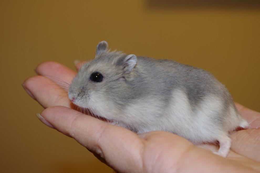 异宠用品 鼠类用品 宠物小仓鼠活物已打过疫苗金丝熊活体情侣三线银狐