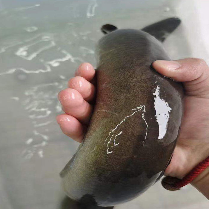 lism千岛湖河鳗新鲜鳗鱼活物淡水白鳝鱼整条电鳗包活到家海鲜批发