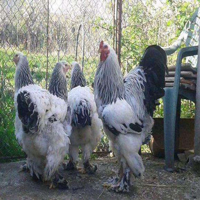 小鸡活体苗脱温鸡波兰鸡新品婆罗门鸡梵天鸡苗小鸡体型幼苗 黑花