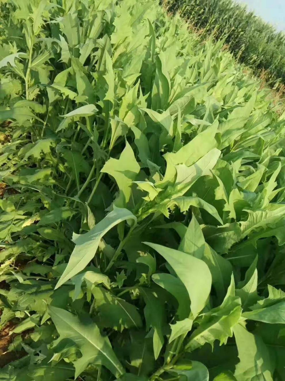 10030989042486商品名称:千帆亭苦荬菜种子 多年生牧草草籽 鱼猪鸡鸭