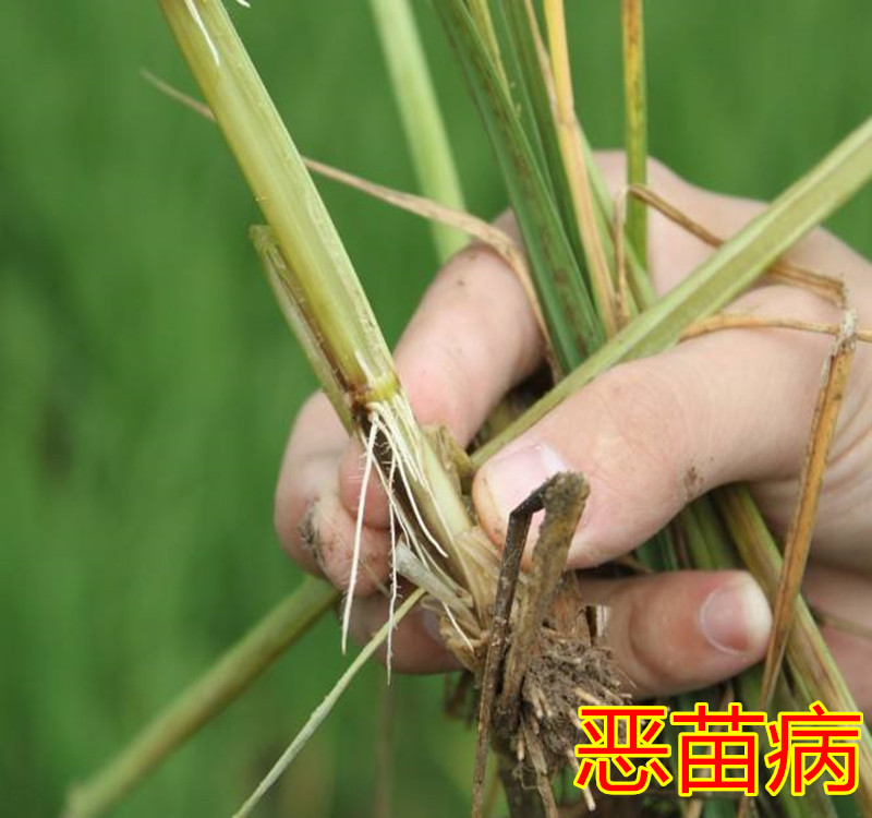 瑞士先正达 亮盾 精甲咯菌腈 大豆根腐水稻恶苗病农药杀菌种衣剂 10g