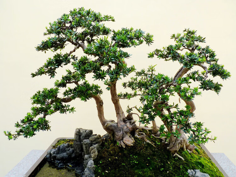 冷藏珍珠雀舌罗汉松种籽贵妃红芽珍珠兰屿罗汉松种子兰屿半斤