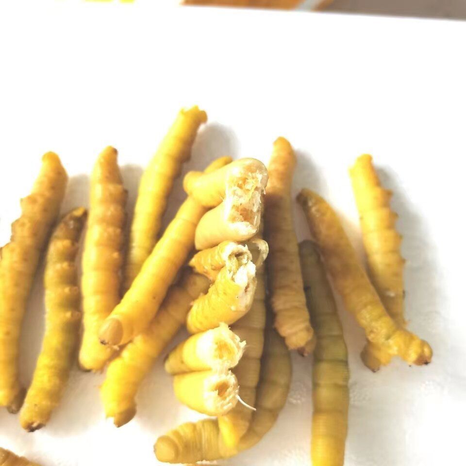 山东大豆虫豆虫蛹豆虫活体豆虫大豆虫油炸豆丹山东豆虫4斤保温箱装