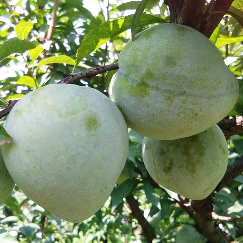 奈脆甜李子油奈 【大果】 3斤(20个左右)普通装 现摘现发【图片 价格