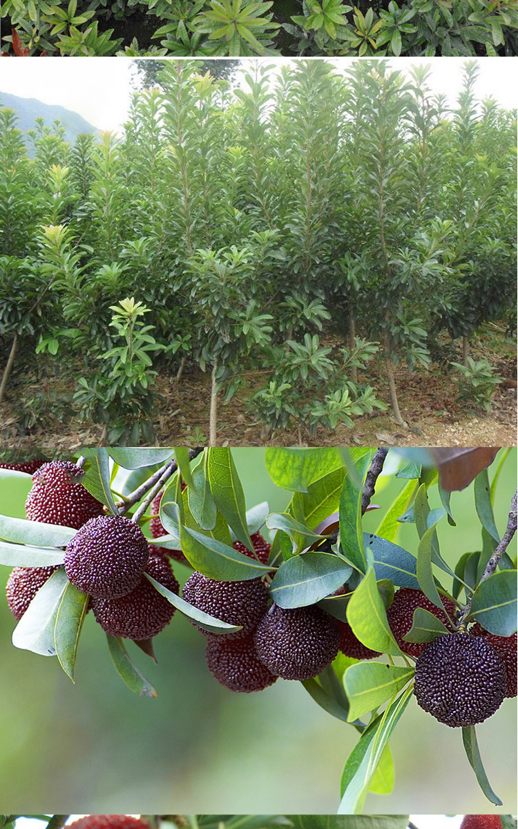 春枝韵 嫁接东魁杨梅树苗 当年结果嫁接杨梅苗 南方北方种植盆栽地栽