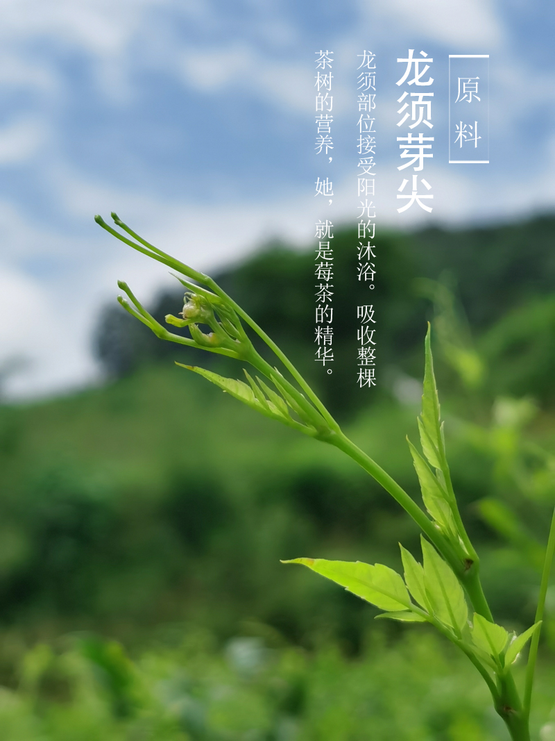 青安村李春燕手工莓茶 250g 湖南省张家界永定区霉茶芽尖土家嫩芽茅岩