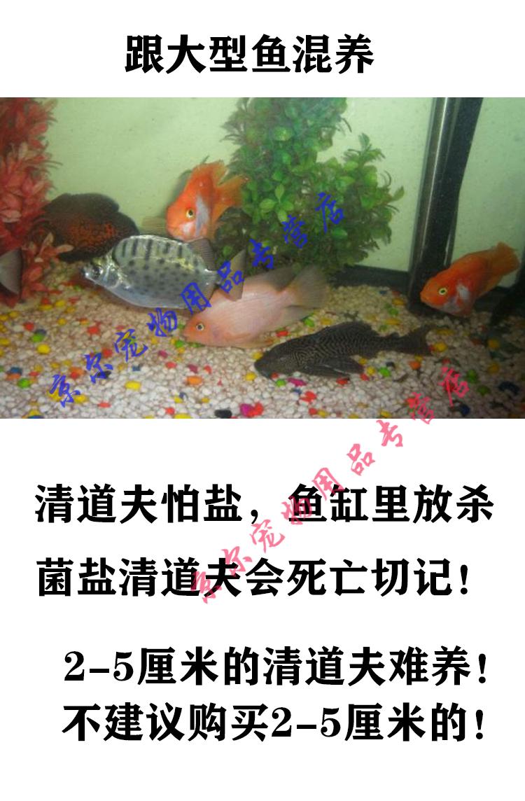 天弗热带观赏鱼清道夫清洁工鱼清理打扫鱼缸吃鱼屎冷水清洁琵琶鱼黑