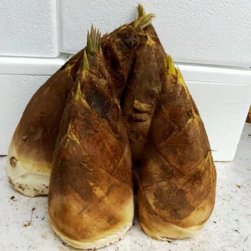 新鲜春笋现挖现发当季野生时令蔬菜去老根发货野生竹笋大笋毛竹笋手工