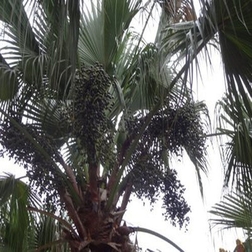 中药材葵树子葵树籽 葵扇子 葵扇籽 蒲葵子蒲扇种子扇叶葵子 1000克