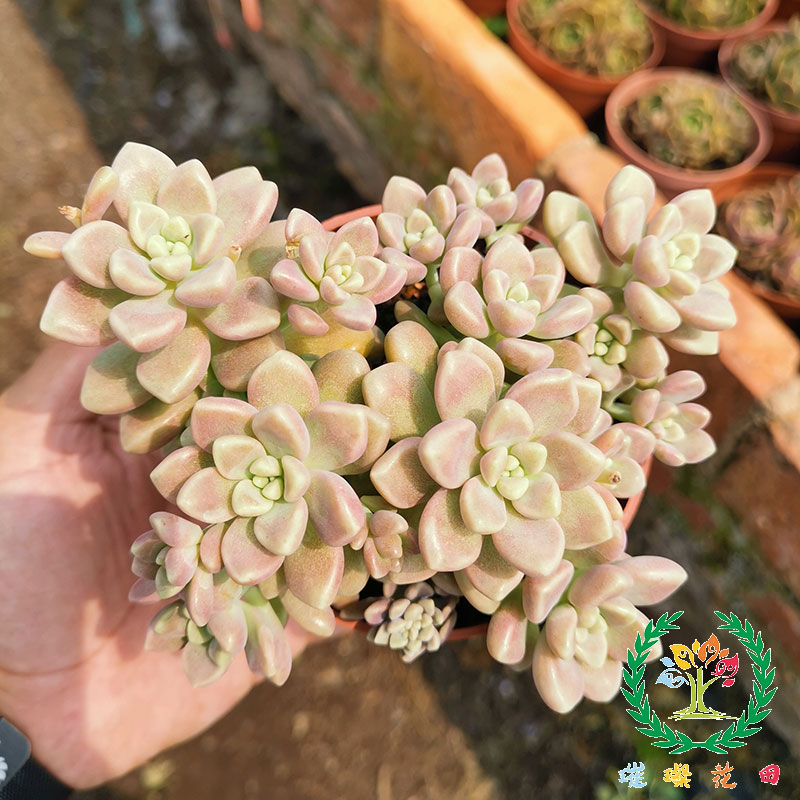 丸葉姬秋麗小老樁多頭群生多肉植物萌易養花卉新手好養綠植 丸葉姬