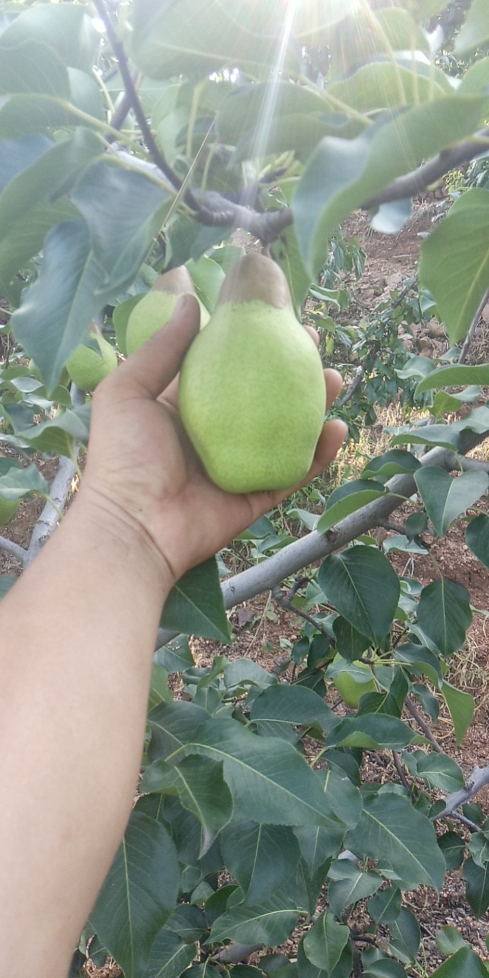 东北茄梨2斤3斤5斤装软糯大头梨不是烟台太婆梨子新鲜水果手工精选带