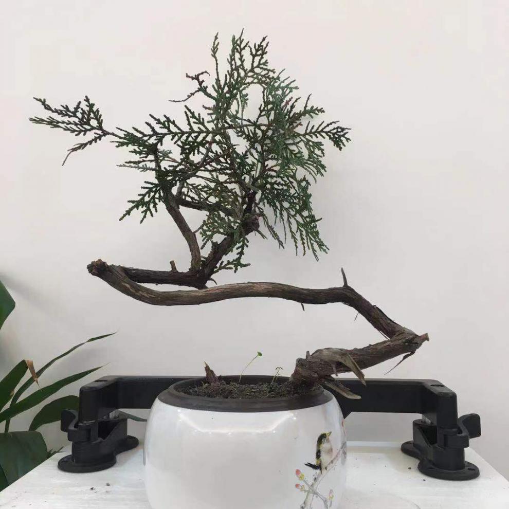 金豆盆景生桩素材精品盆栽盆景地景绿植榔榆树雀梅金豆金蛋子老鸦附石