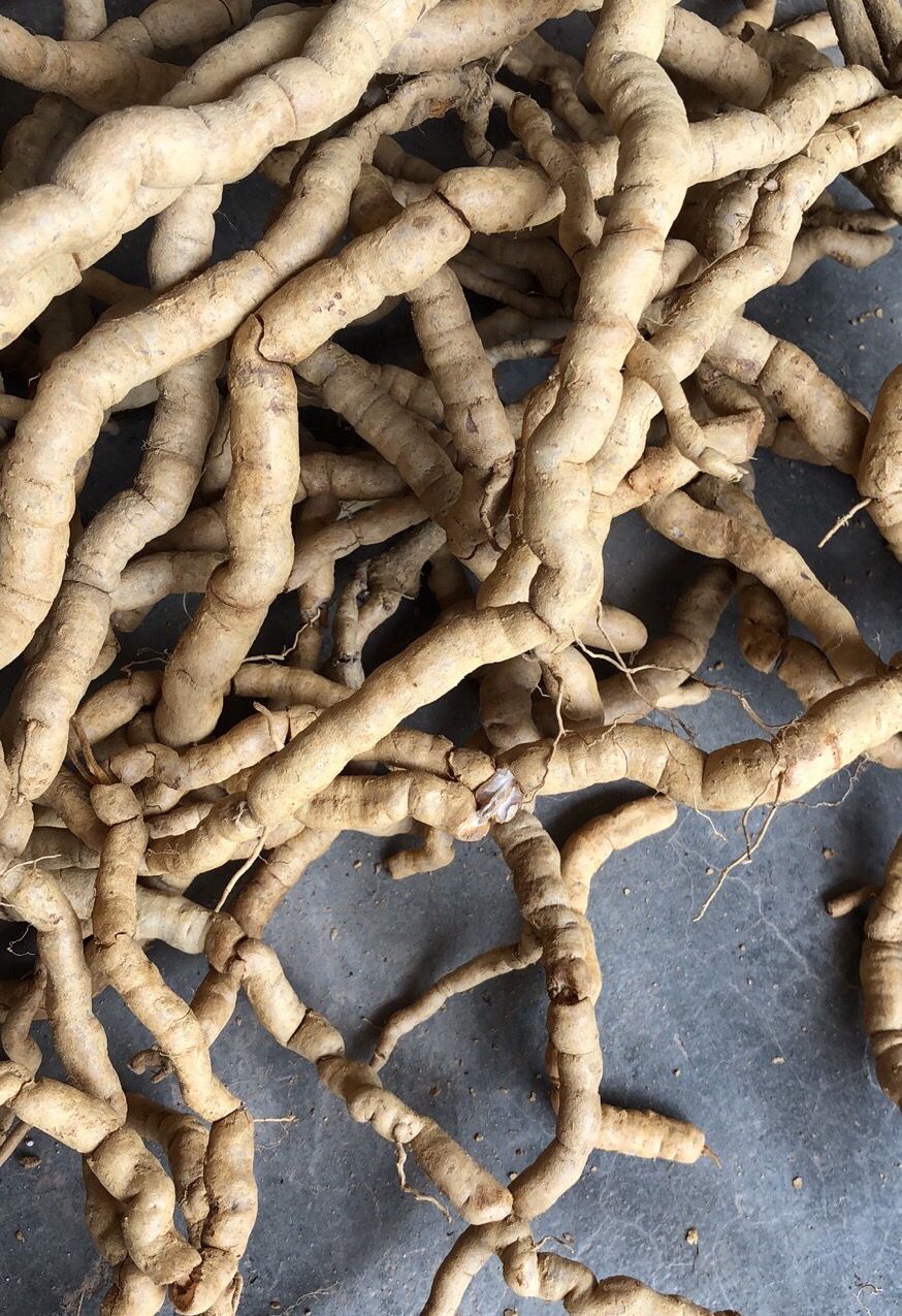 集盛堂 新鲜野生巴戟天滋补中药材野生巴戟鸡肠风深山采挖巴戟天 优选