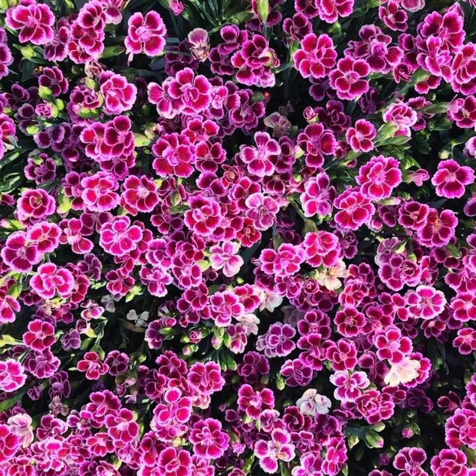 精品绿植欧石竹初吻盆栽耐寒地被绿植庭院草坪四季开花不死花卉花期长