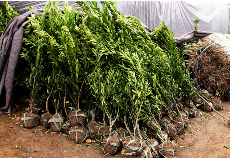 一名花匠桔子苗 橘子苗 桔子树苗果树苗砂糖橘 蜜橘 冰糖橘 盆栽地栽