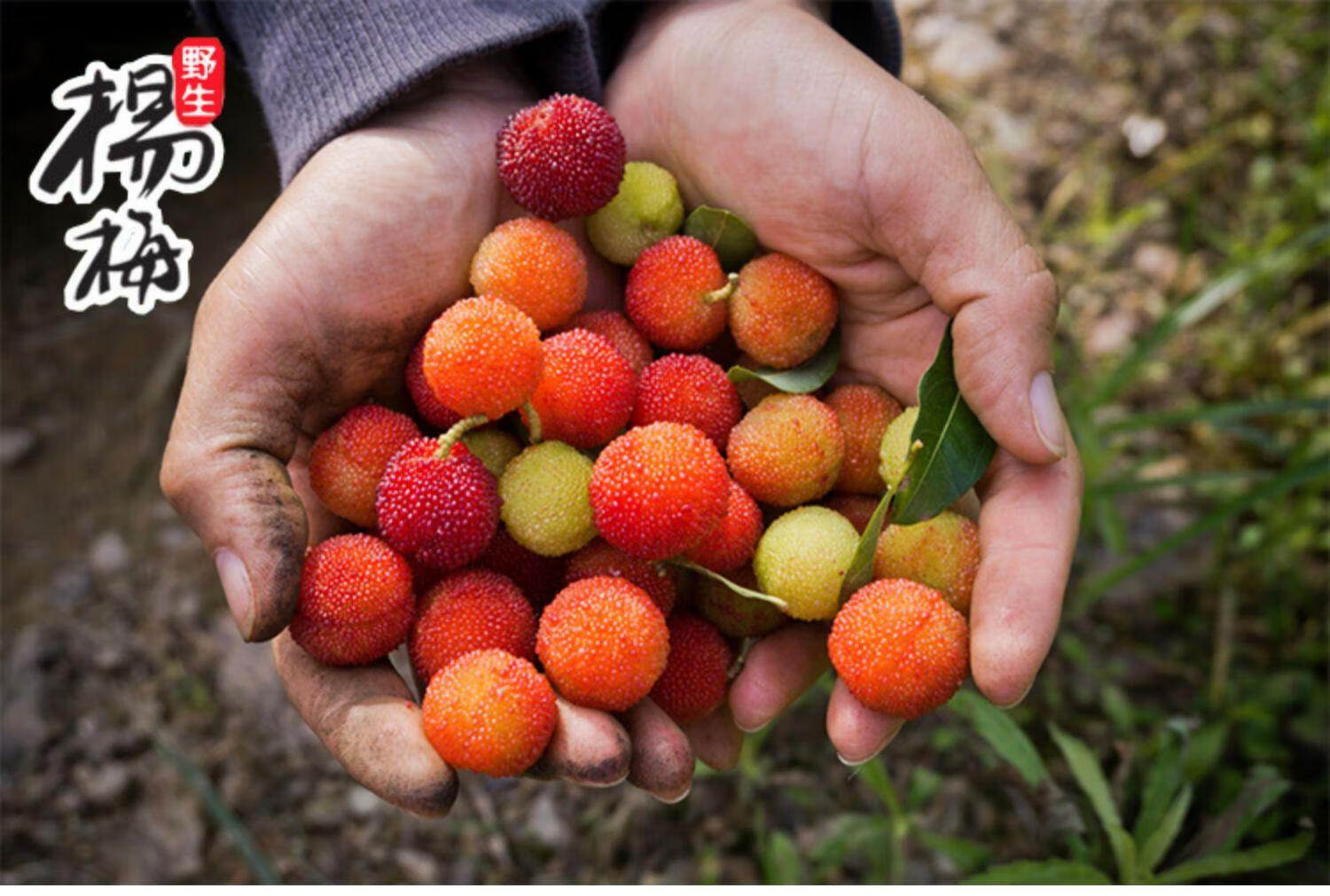 新鲜青杨梅泡酒现摘现发广东潮阳金灶野土杨梅酸水果小青红熟速摘 2斤