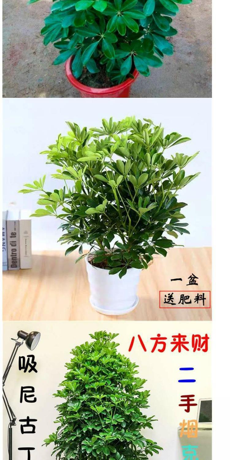 叶莲室内桌面阳台绿植物四季常青花卉八方来财大红财陶瓷盆套餐不含盆