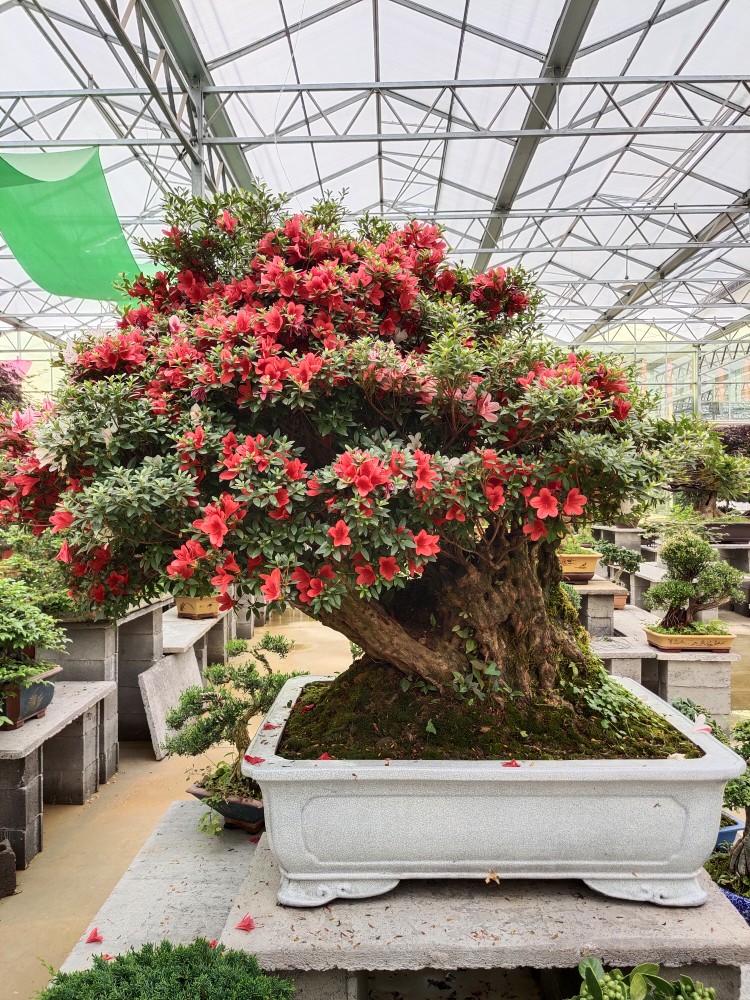 矮霸老桩皋月杜鹃五彩杜鹃实物 四季常青【图片 价格 品牌 报价】