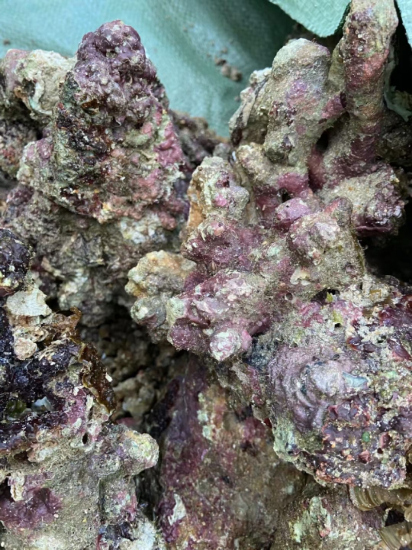 活石海水 高钙深海活石海水鱼缸造景珊瑚鱼缸爆藻开缸海水活石造景