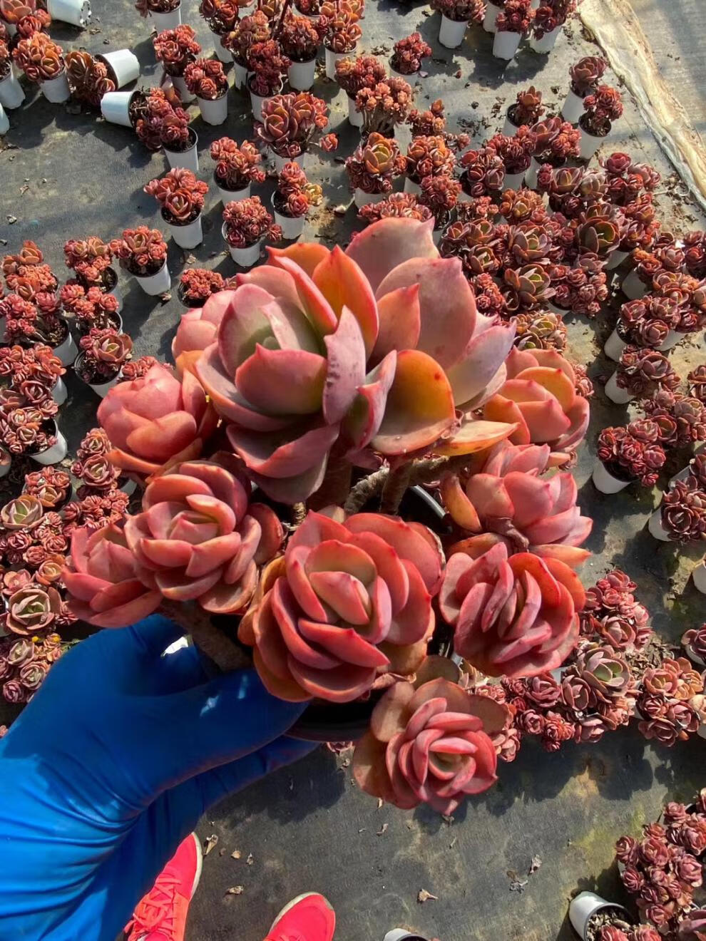 多肉植物小叶秀妍老桩群生多头爆盆控养形值锋霸20287弗兰克裸根不