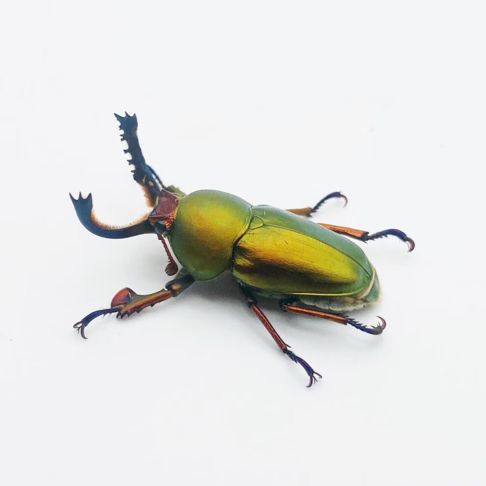 奢络弗 印尼金锹甲 新手入门彩色锹甲品种/兜虫/独角仙花金龟 甲虫