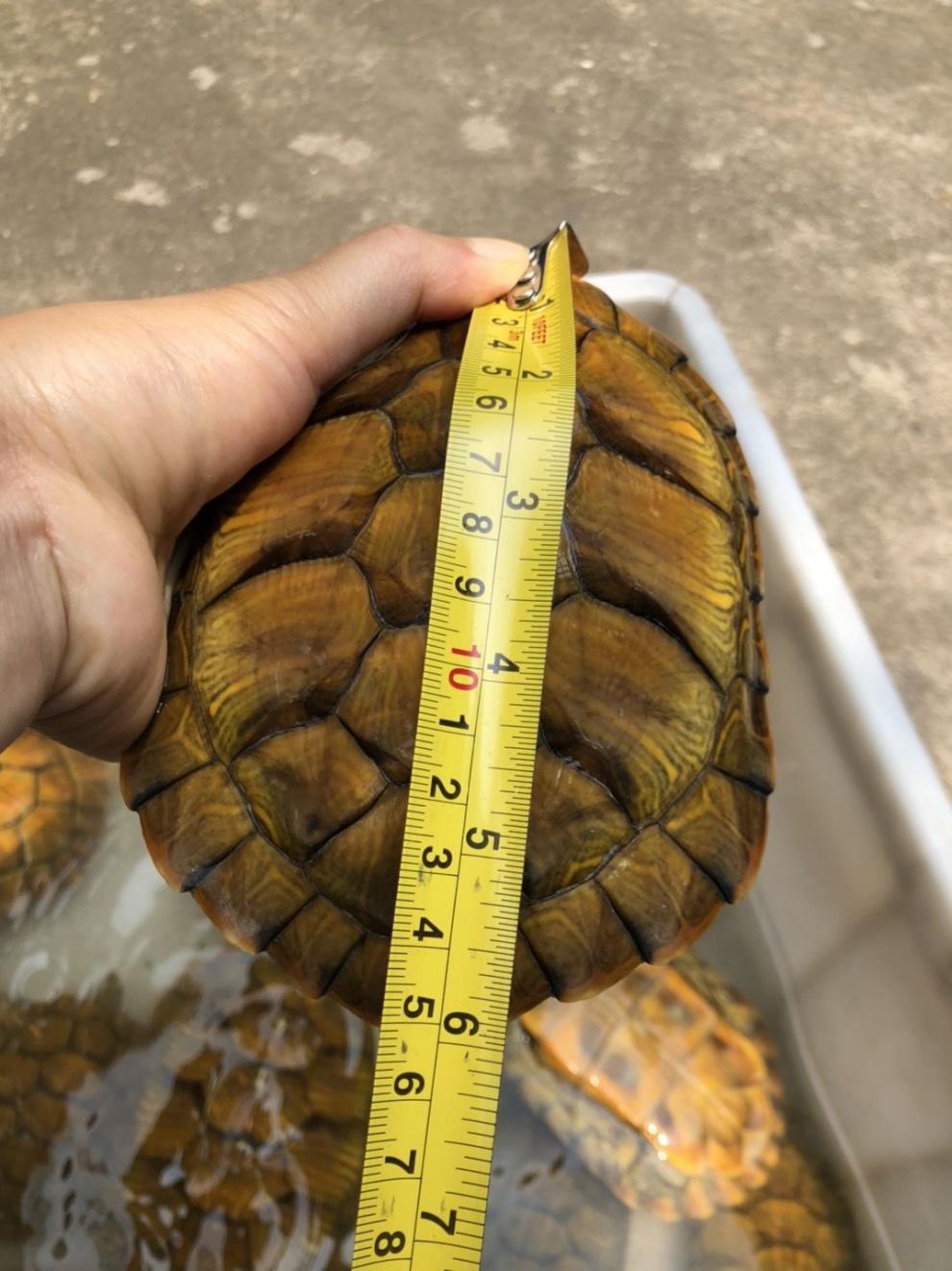 家养小乌龟小宠特大迷你情侣龟宠物龟活物巴西龟观赏龟 两只一公一母