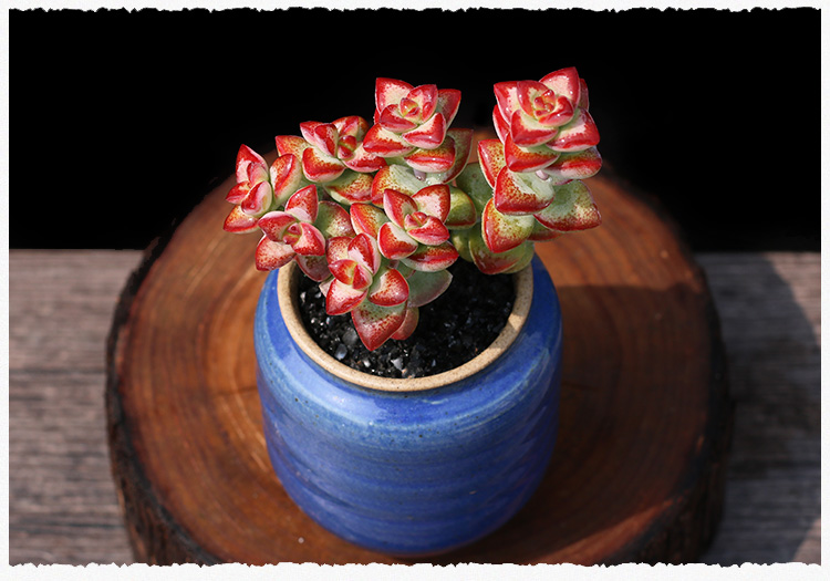 爱心半球多肉植物群生多肉小老桩萌肉肉盆栽组合半球小群3头以上不含