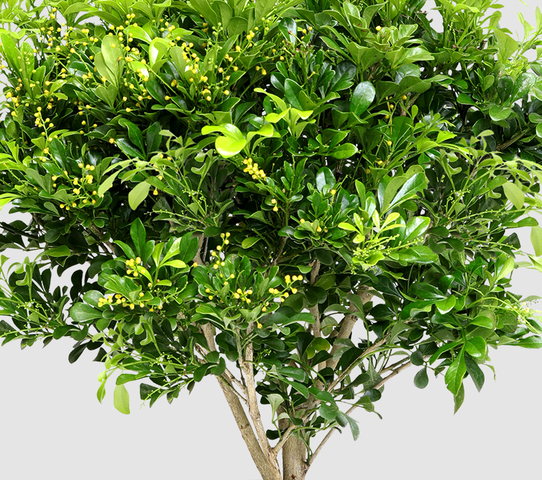 米兰花盆栽花卉植物室内花苗浓香型四季开花好养绿植客厅净化空气