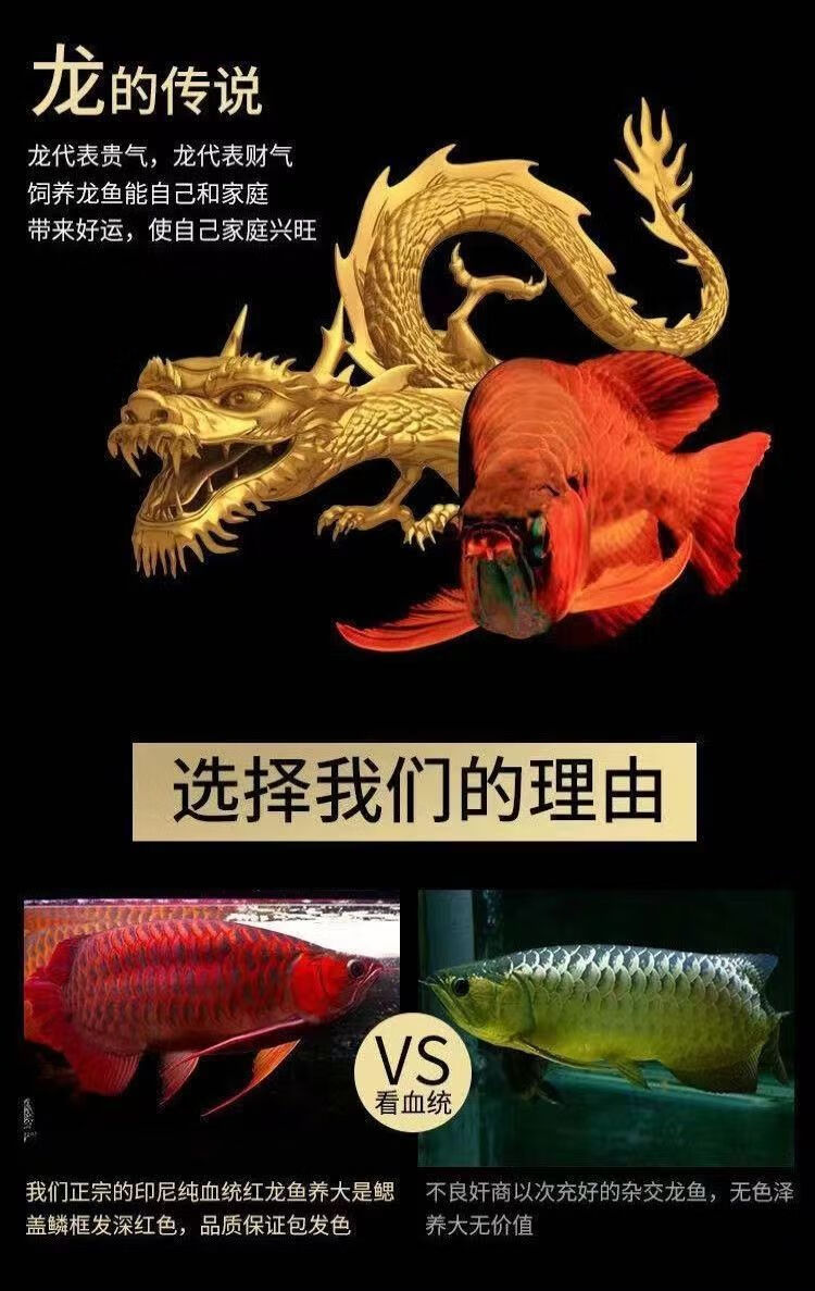 印尼红龙鱼活鱼辣椒红龙超血大湖红龙苗金龙鱼龙鱼小龙鱼苗热带鱼o