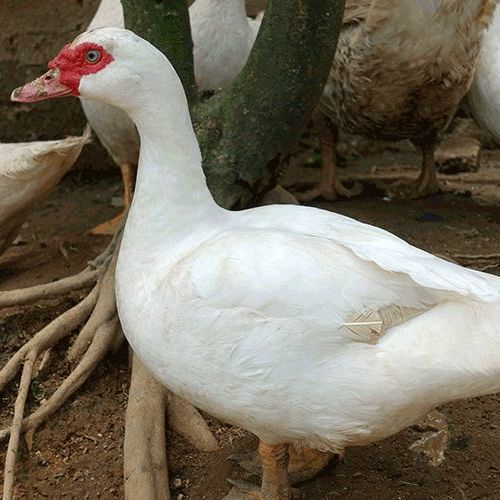 农家散养鸳鸯番鸭红头鸭肉活体新鲜鸭子肉鸭肉整只土鸭子生鲜杀好净重