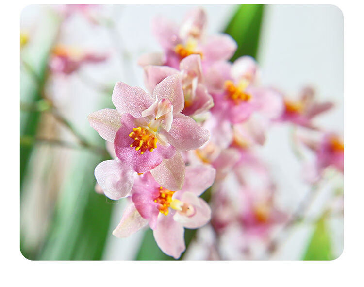 跳舞兰迷你香水文心兰苗室内花卉盆栽浓香冬季带花发货 文心兰粉色带