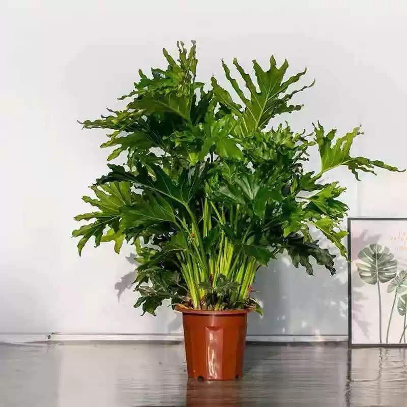 春羽盆栽苗春雨春芋室内小大型观叶绿植物四季常青耐阴吸甲醛美观